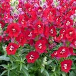 Antirrhinum Dazzling Lips Red